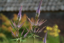 Veronicastrum virginicum 'Lavendelturm'  bestellen